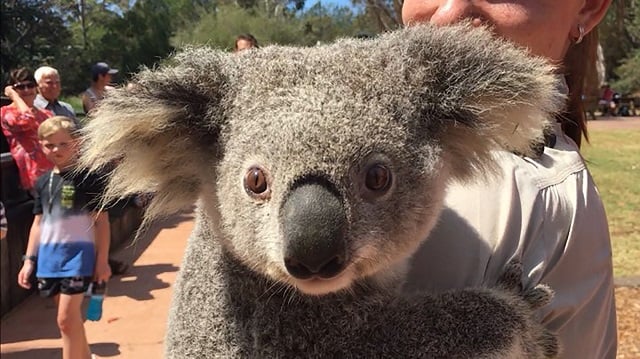 a handout photo taken and received on october 5 2017 from the australian reptile park shows a koala at the australian reptile park some 50 kilometres north of sydney park officials said australian wildlife staff needed a crane to rescue a lovelorn female koala who escaped from her enclosure at the start of her first mating season impatient to find a partner photo afp