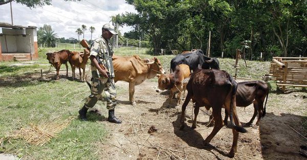 an indian border security force bsf soldier guards captured cattle from the unfenced india bangladesh border in west bengal india photo reuters