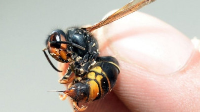 japanese woman dies after 150 giant hornet stings japanese woman dies after 150 giant hornet stings