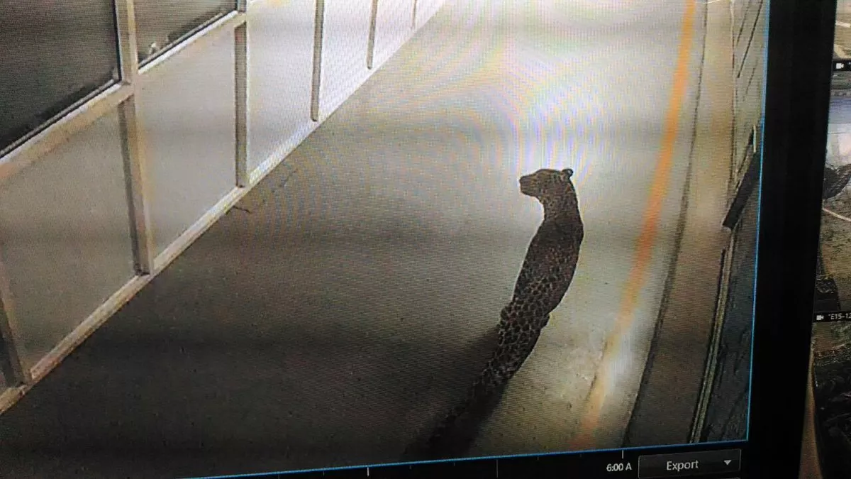 the big cat was spotted on thursday on cctv by guards at maruti suzuki 039 s manufacturing plant in the town of manesar just 24 miles from the capital new delhi photo afp the big cat was spotted on thursday on cctv by guards at maruti suzuki 039 s manufacturing plant in the town of manesar just 24 miles from the capital new delhi photo afp