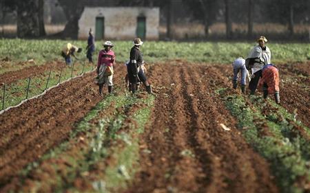 farm workers are seen at a farm photo reuters