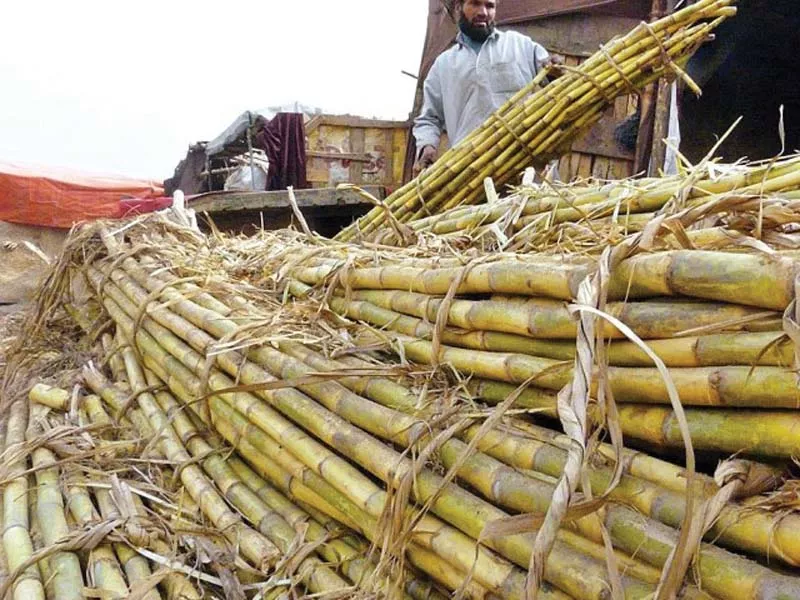 initially the price of sugarcane in sindh was fixed at rs182 per 40 kg however shc has given relief of rs10 per maund photo file initially the price of sugarcane in sindh was fixed at rs182 per 40 kg however shc has given relief of rs10 per maund photo file
