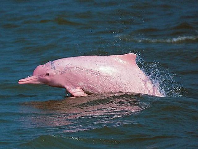 file photo of a pink dolphin playing in the waters off lantau hong kong photo afp