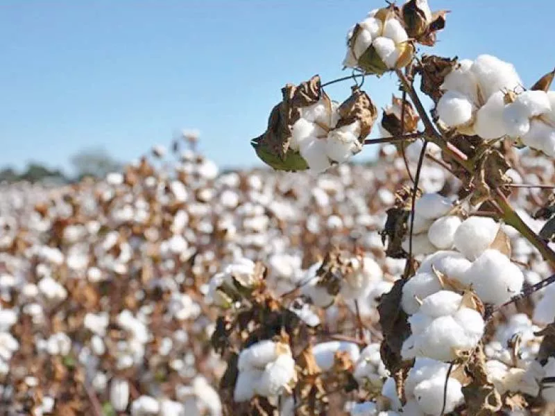 govt committed to making south punjab cotton valley govt committed to making south punjab cotton valley