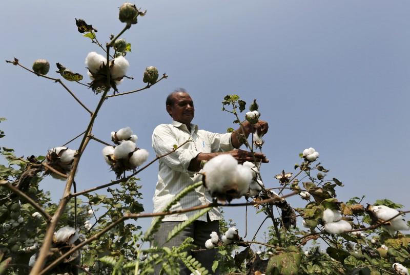 a farmer harvests cotton in his field photo reuters