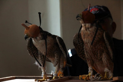 wildlife dept recovers eight endangered falcons wildlife dept recovers eight endangered falcons