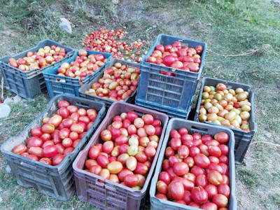 this chitral village is unaffected by tomato crisis