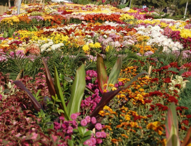 pha to plant 30 000 flower plants in multan