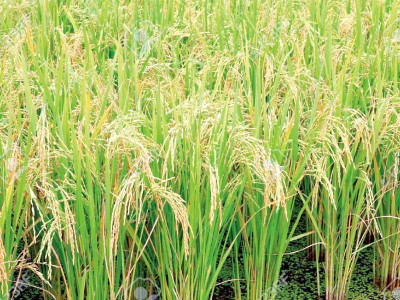 millions to go into improving nutritive value of crops millions to go into improving nutritive value of crops