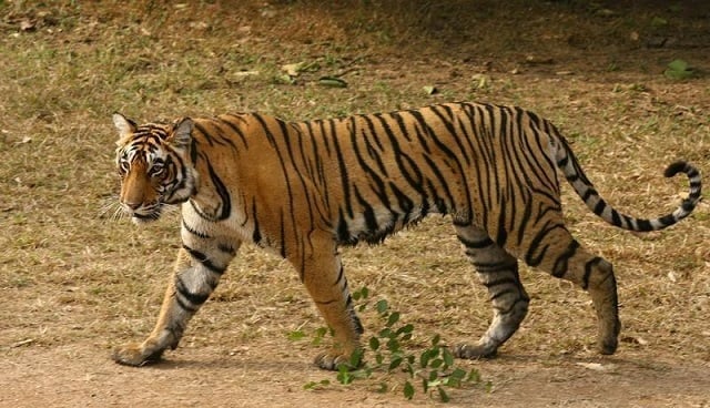 a two and a half years old female tigress named 039 t 17 039 is seen at the ranthambhore national park in the sawai madhopur district in rajasthan january 15 2009 photo reuters vijay mathur files