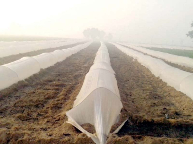 plastic sheets have been used to create tunnels in a field in gujranwala photo file plastic sheets have been used to create tunnels in a field in gujranwala photo file