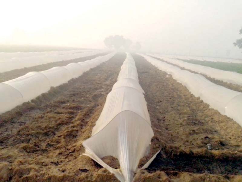 plastic sheets have been used to create tunnels in a field in gujranwala photo file