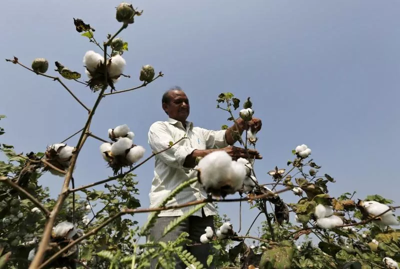 a farmer harvests cotton in his field photo reuters a farmer harvests cotton in his field photo reuters
