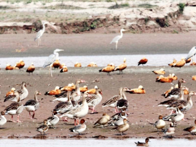 hunting allowed across province sans cholistan
