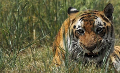 india man eating tiger dies after being electrocuted