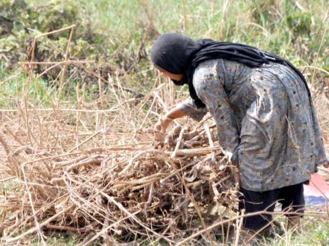 a rural woman collects firewood near islamabad photo zafar aslam express a rural woman collects firewood near islamabad photo zafar aslam express