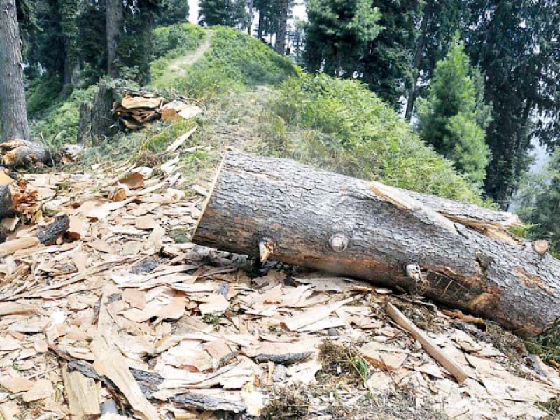 an illegally cut tree in kohistan photo file
