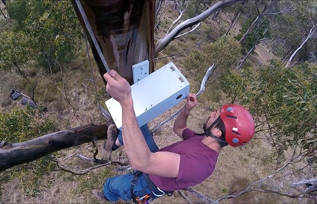 this undated handout picture released the university of queensland on october 18 2017 shows conservation scientist dejan stojanovic checking a swift parrot nest box up in a tree in tasmania critically endangered swift parrots are under threat from squirrel like marsupials in a battle for space in australia 039 s ancient forests scientists said october 18 as they race against time to save the rare birds photo afp