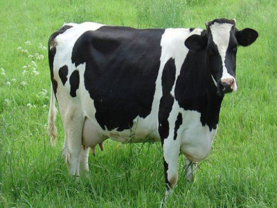 new york police round up wandering cow in brooklyn park