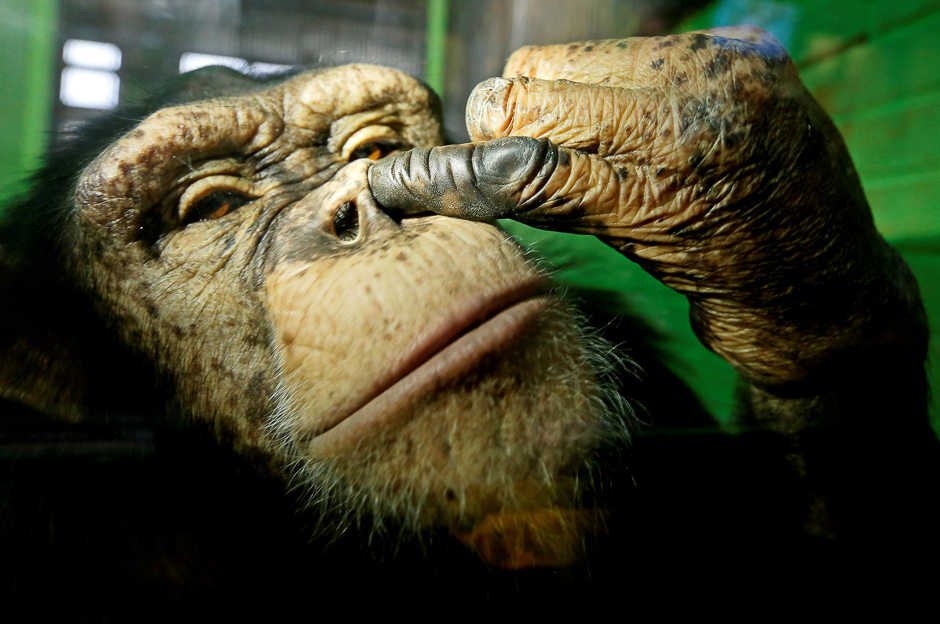 anfisa a twelve year old female chimpanzee picks its nose at the royev ruchey zoo in a suburb of the siberian city of krasnoyarsk russia photo reuters