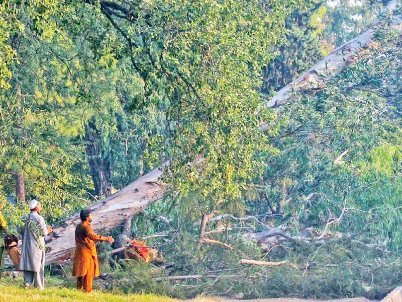 cda workers cut a huge tree along ataturk avenue photo online