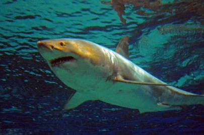 it was going to eat her aussie teen survives shark scare