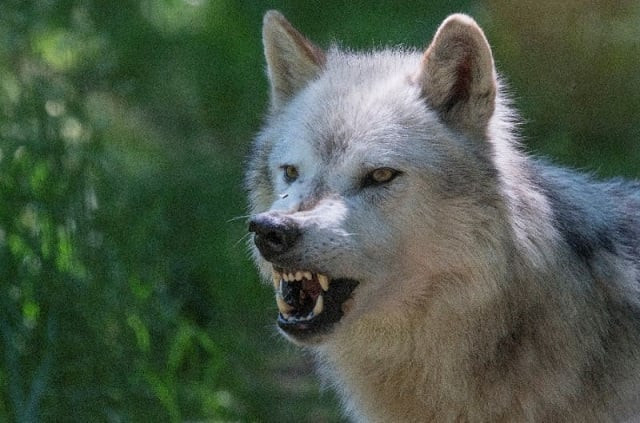 wolves are among the predators attracted to a molecule from mammal blood known as e2d that frightens prey including humans according to scientists reporting in the journal scientific reports photo afp wolves are among the predators attracted to a molecule from mammal blood known as e2d that frightens prey including humans according to scientists reporting in the journal scientific reports photo afp