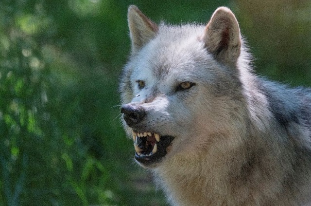 wolves are among the predators attracted to a molecule from mammal blood known as e2d that frightens prey    including humans    according to scientists reporting in the journal scientific reports photo afp