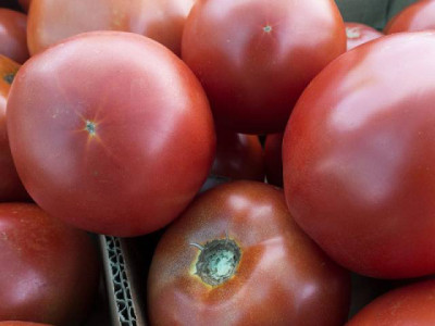 minister tells pa import of tomatoes is a no go minister tells pa import of tomatoes is a no go