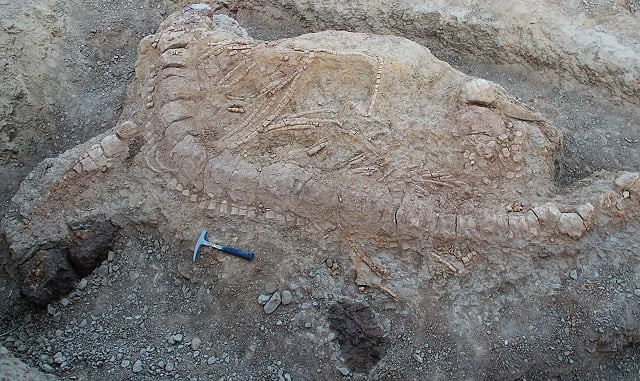 this undated handout photograph released by the plos one journal on october 25 2017 shows an excavated ichthyosaur skeleton near lodai village in the kutch district of gujarat state in western india photo afp