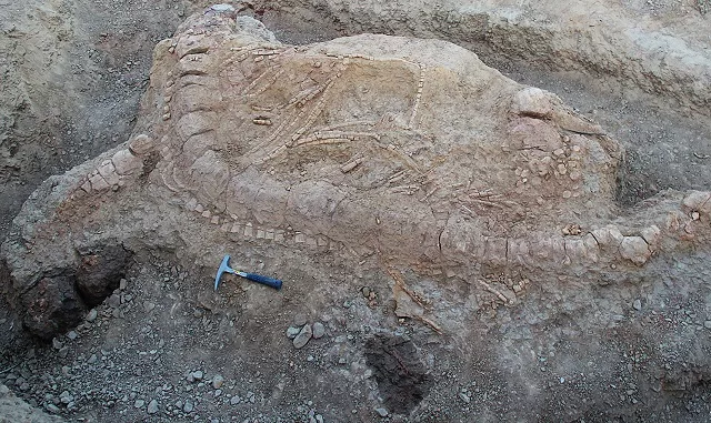 this undated handout photograph released by the plos one journal on october 25 2017 shows an excavated ichthyosaur skeleton near lodai village in the kutch district of gujarat state in western india photo afp this undated handout photograph released by the plos one journal on october 25 2017 shows an excavated ichthyosaur skeleton near lodai village in the kutch district of gujarat state in western india photo afp