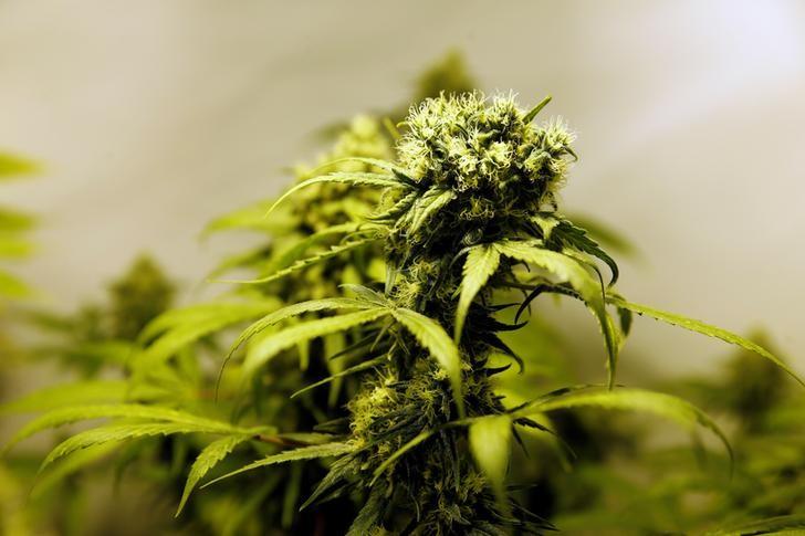 marijuana plants are seen in an indoor marijuana plantation of a marijuana smokers club in the outskirts of montevideo uruguay photo reuters