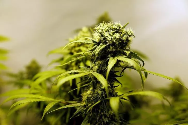 marijuana plants are seen in an indoor marijuana plantation of a marijuana smokers club in the outskirts of montevideo uruguay photo reuters marijuana plants are seen in an indoor marijuana plantation of a marijuana smokers club in the outskirts of montevideo uruguay photo reuters