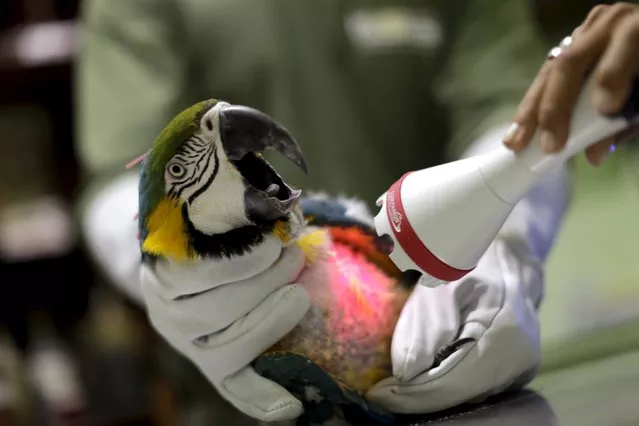 vets examine a parrot photo reuters vets examine a parrot photo reuters