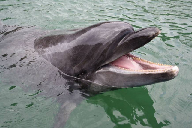 bottlenose dolphin nana photo kyodo