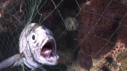 abandoned fishing nets endanger sindh s sea creatures