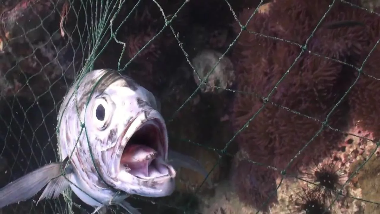 death traps fishing nets lost in the ocean have been proving fatal for marine life photo express death traps fishing nets lost in the ocean have been proving fatal for marine life photo express