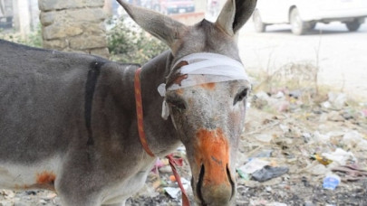 hit and run killer in charsadda leaves his donkey to suffer hit and run killer in charsadda leaves his donkey to suffer