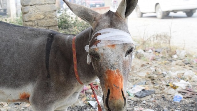 the donkey suffered head and eye injuries in the accident and was tied up along the shabqadar michni road photo express