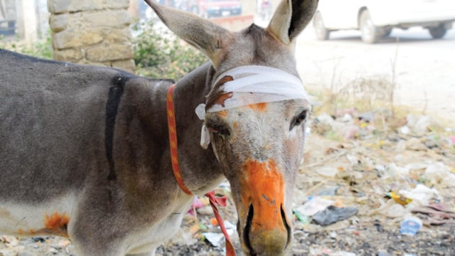 the damaged qingqi which was involved in an accident with a donkey cart in police impound photos express the damaged qingqi which was involved in an accident with a donkey cart in police impound photos express