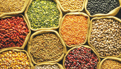 increase in pulses yield essential experts
