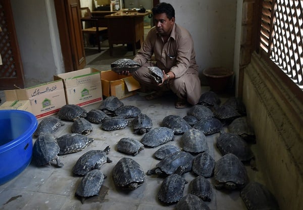 the turtles are being illegally exported to china taiwan vietnam and other asian countries as they are eaten or used for medicinal purposes and in the preparation of artificial jewellery photo file