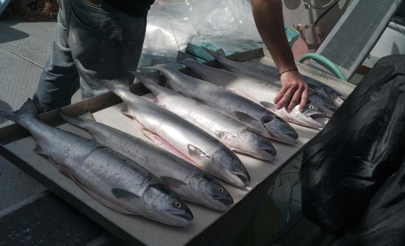 a fisher sells salmon photo reuters