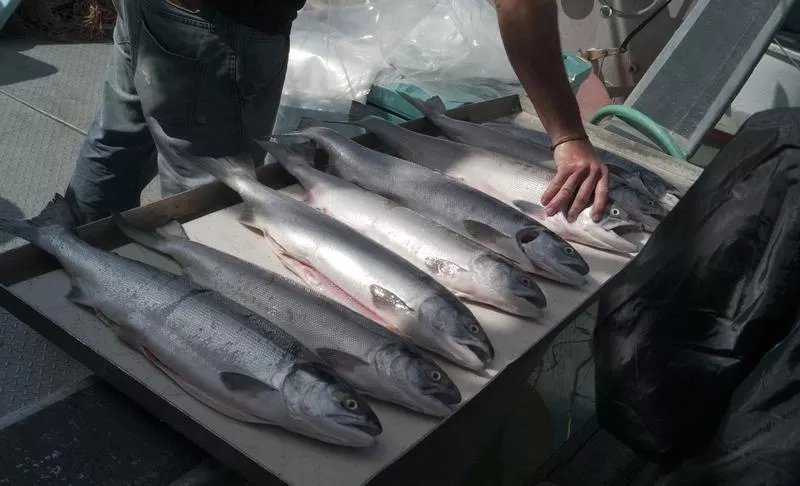 a fisher sells salmon photo reuters a fisher sells salmon photo reuters