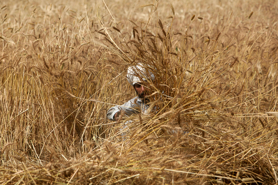 a farmer harvests wheat on farmland outside lahore pakistan photo reuters