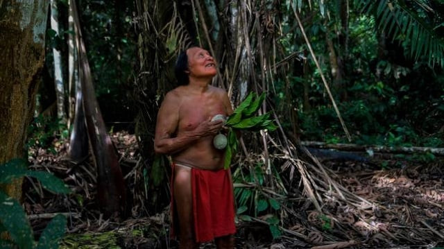 a waiapi man looks on as a boy picks fruits from a geninapo tree photo afp a waiapi man looks on as a boy picks fruits from a geninapo tree photo afp