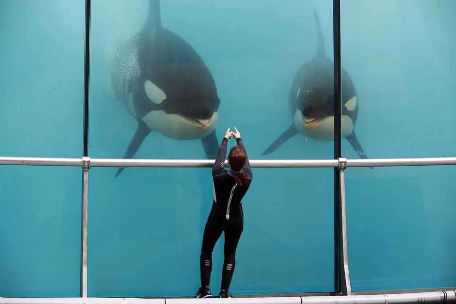 this file photo shows an employee training orcas in a pool water of the marineland theme park on the french riviera city of antibes southeastern france photo afp