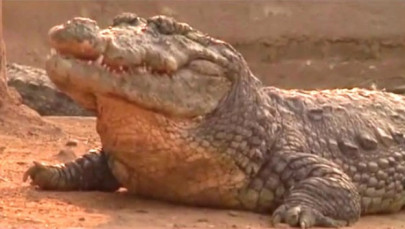 two men caught selling crocodile meat in khanewal