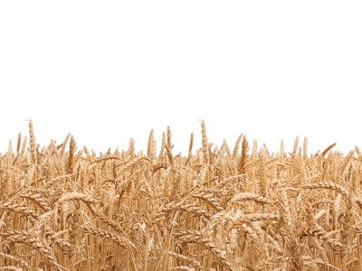 early wheat sowing delivers best yield early wheat sowing delivers best yield