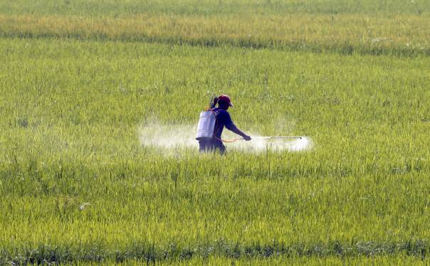 a farmer sprays liquified fertilizer over a rice field photo reuters